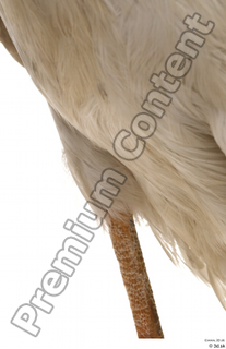 Black stork leg 0031.jpg